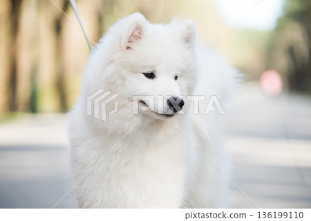 Samoyed white dog on a leash on park road Mezaparks, Latvia Samoyed white dog on a leash on park road Mezaparks, Latvia 136199110