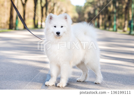 Samoyed white dog on a leash on park road Mezaparks, Latvia Samoyed white dog on a leash on park road Mezaparks, Latvia 136199111