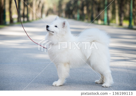 Samoyed white dog on a leash on park road Mezaparks, Latvia Samoyed white dog on a leash on park road Mezaparks, Latvia 136199113