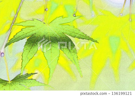 水彩風格清新翠綠楓樹 2 136199121