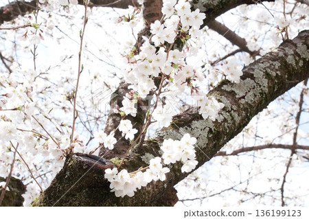 Sakura taking spring sunlight Sakura taking spring sunlight 136199123