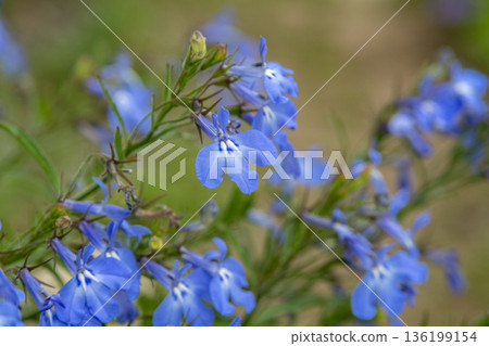 Cute blue lobelia flowers blooming in the spring garden Cute blue lobelia flowers blooming in the spring garden 136199154