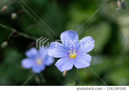 初夏時節，花園裡盛開著亞麻花。 136199160