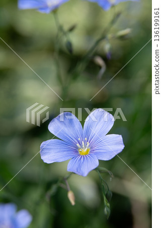 Linum flowers blooming in the garden in early summer 136199161