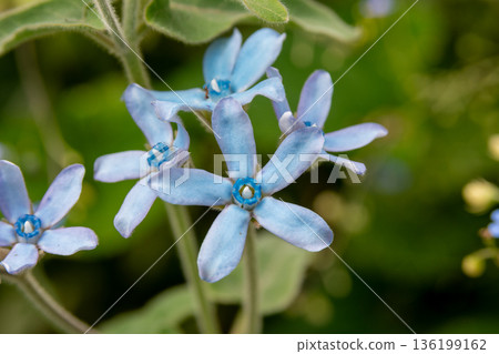 Blue Star, a cute blue flower blooming in the garden in early summer 136199162