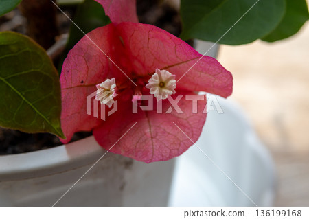 Cute bougainvillea flowers Cute bougainvillea flowers 136199168