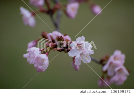 春天公園裡盛開的櫻花 春天公園裡盛開的櫻花 136199171