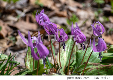 一朵可愛的粉紅色的花，在春天領域盛開 136199178