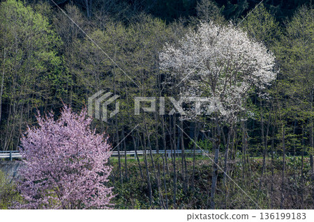 一片盛開的粉紅櫻花和白色玉蘭樹林。 136199183