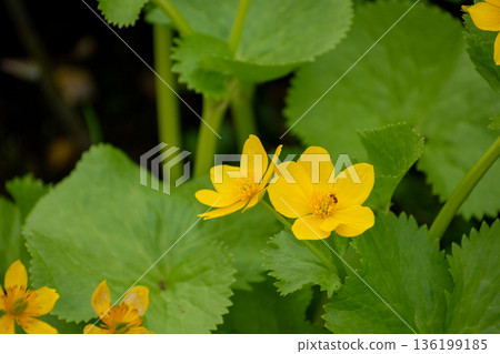 Yellow marsh marigolds in full bloom in the high mountains in spring 136199185