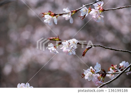 櫻花盛開 櫻花盛開 136199186