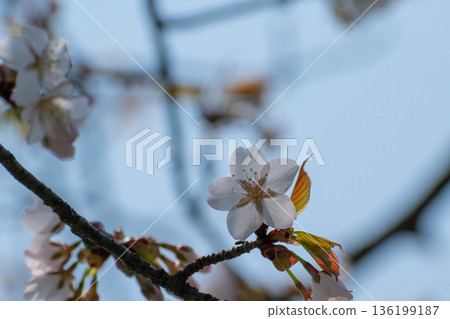 櫻花盛開 櫻花盛開 136199187