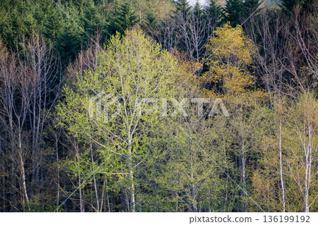 Fresh green birch in the early summer forest 136199192