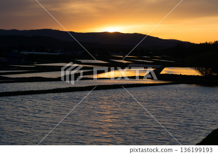 Spring rice fields filled with water that reflects the setting sun Spring rice fields filled with water that reflects the setting sun 136199193