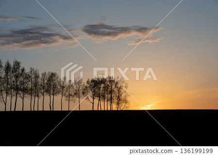 傍晚的天空和白樺樹 136199199