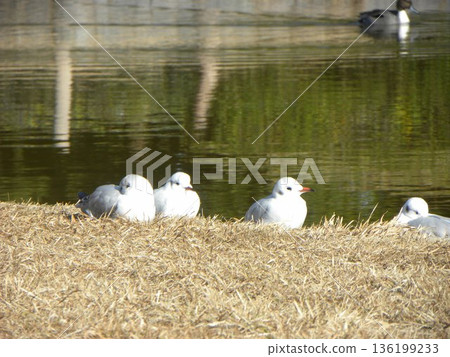A black-headed gull with red legs and beak 136199233