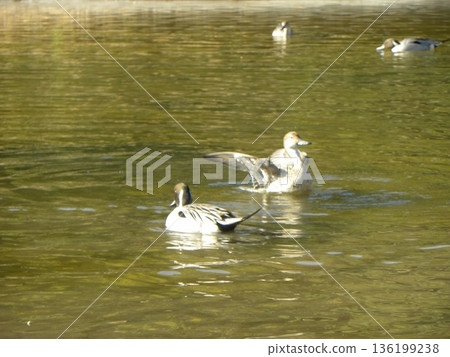Winter migratory birds that came to Inage Beach Park 136199238