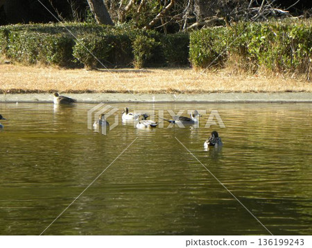 冬季候鳥來到英格海灘公園 136199243
