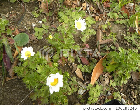 可愛的白花是北極花 136199249