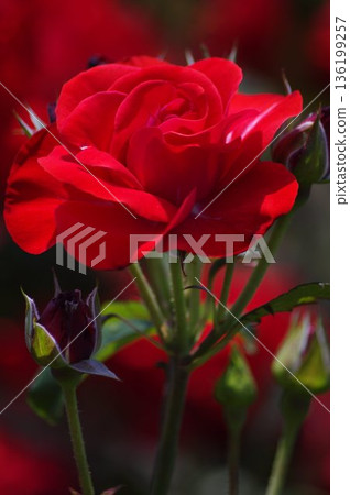 Red rose flower 1 Red rose flower 1 136199257