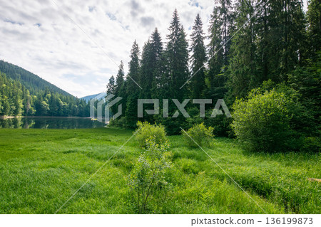 lake in summer mountain landscape. fresh body of water surrounded by coniferous forest. spectacular scenery of synevyr national park on a sunny weather. alpine destination for photo tourism in europe 136199873