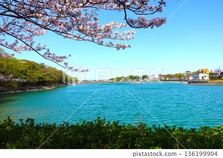 穗多池公園_櫻花 穗多池公園_櫻花 136199904