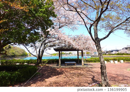 穗多池公園_櫻花 穗多池公園_櫻花 136199905