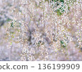垂枝櫻花 136199909
