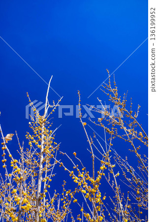 Blue sky and Rowbay Blue sky and Rowbay 136199952