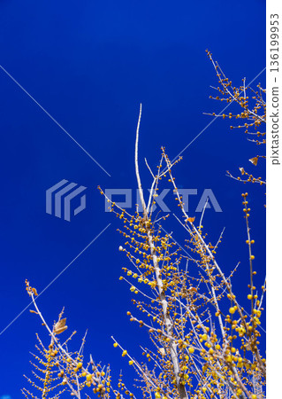 Blue sky and Rowbay 136199953