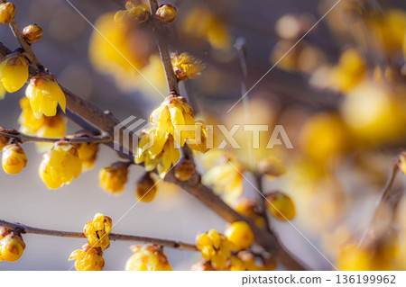 Yellow wintersweet flowers Yellow wintersweet flowers 136199962