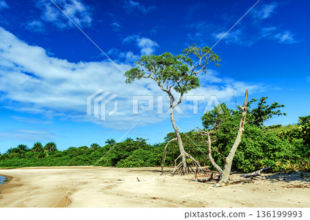 Vegetation of the northeastern coast of Brazil Vegetation of the northeastern coast of Brazil 136199993