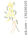 Simple mimosa illustration 136200105