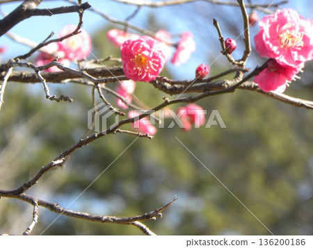 The beautiful pink flowers blooming in Kojima Park are red plum blossoms 136200186