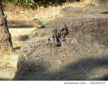 A beautiful green bird called a blue jewel is a kingfisher 136200187