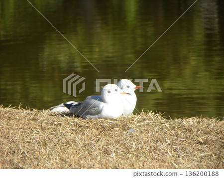 A black-headed gull with a beautiful red beak? 136200188