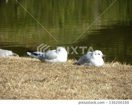 A black-headed gull with a beautiful red beak? A black-headed gull with a beautiful red beak? 136200189