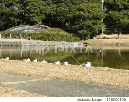 A black-headed gull with a beautiful red beak A black-headed gull with a beautiful red beak 136200190