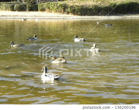 Winter migratory birds that came to Inage Beach Park 136200196