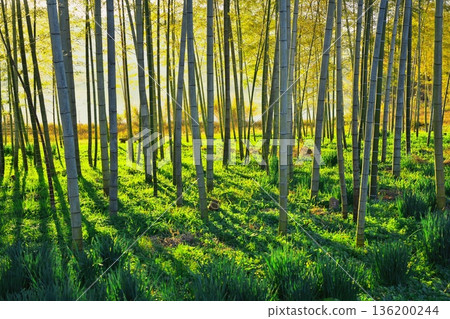 Autumn in Sagano, Kyoto, Heiango - Bamboo forest and sunlight filtering through the trees 136200244