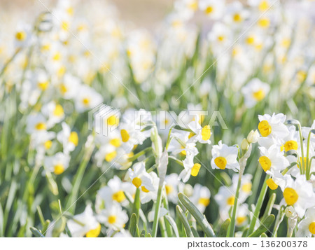 早春時節，三浦半島上著名的水仙花路一覽無遺。 136200378