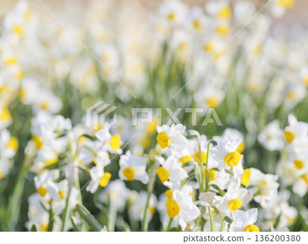 The famous Daffodil Road in early spring on the Miura Peninsula 136200380
