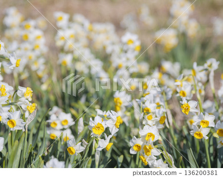 早春時節，三浦半島上著名的水仙花路一覽無遺。 136200381