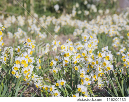 The famous Daffodil Road in early spring on the Miura Peninsula The famous Daffodil Road in early spring on the Miura Peninsula 136200383