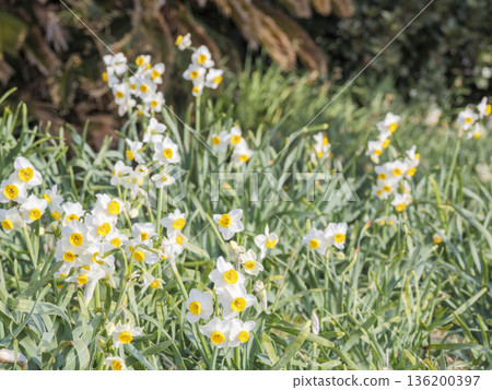 早春時節，三浦半島上著名的水仙花路一覽無遺。 136200397