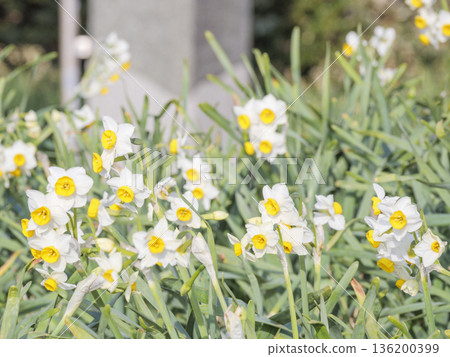 The famous Daffodil Road in early spring on the Miura Peninsula The famous Daffodil Road in early spring on the Miura Peninsula 136200399