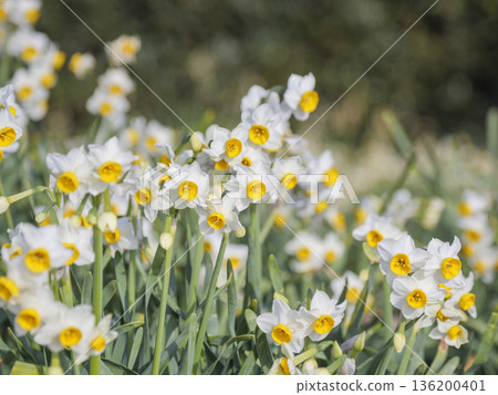 The famous Daffodil Road in early spring on the Miura Peninsula 136200401