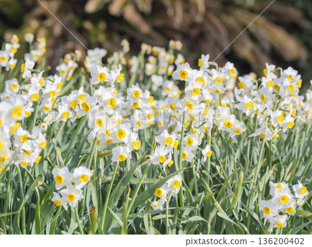 早春時節，三浦半島上著名的水仙花路一覽無遺。 136200402