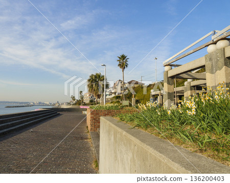 早春時節,三浦半島上著名的水仙花路一覽無遺。 早春時節,三浦半島上著名的水仙花路一覽無遺。 136200403