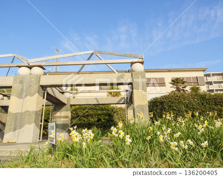 早春時節，三浦半島上著名的水仙花路一覽無遺。 136200405